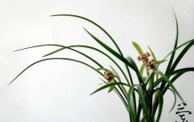 蘭花養(yǎng)護(hù)小知識